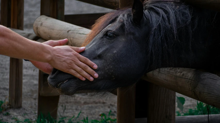 a person petting a black horse next to a wooden fence