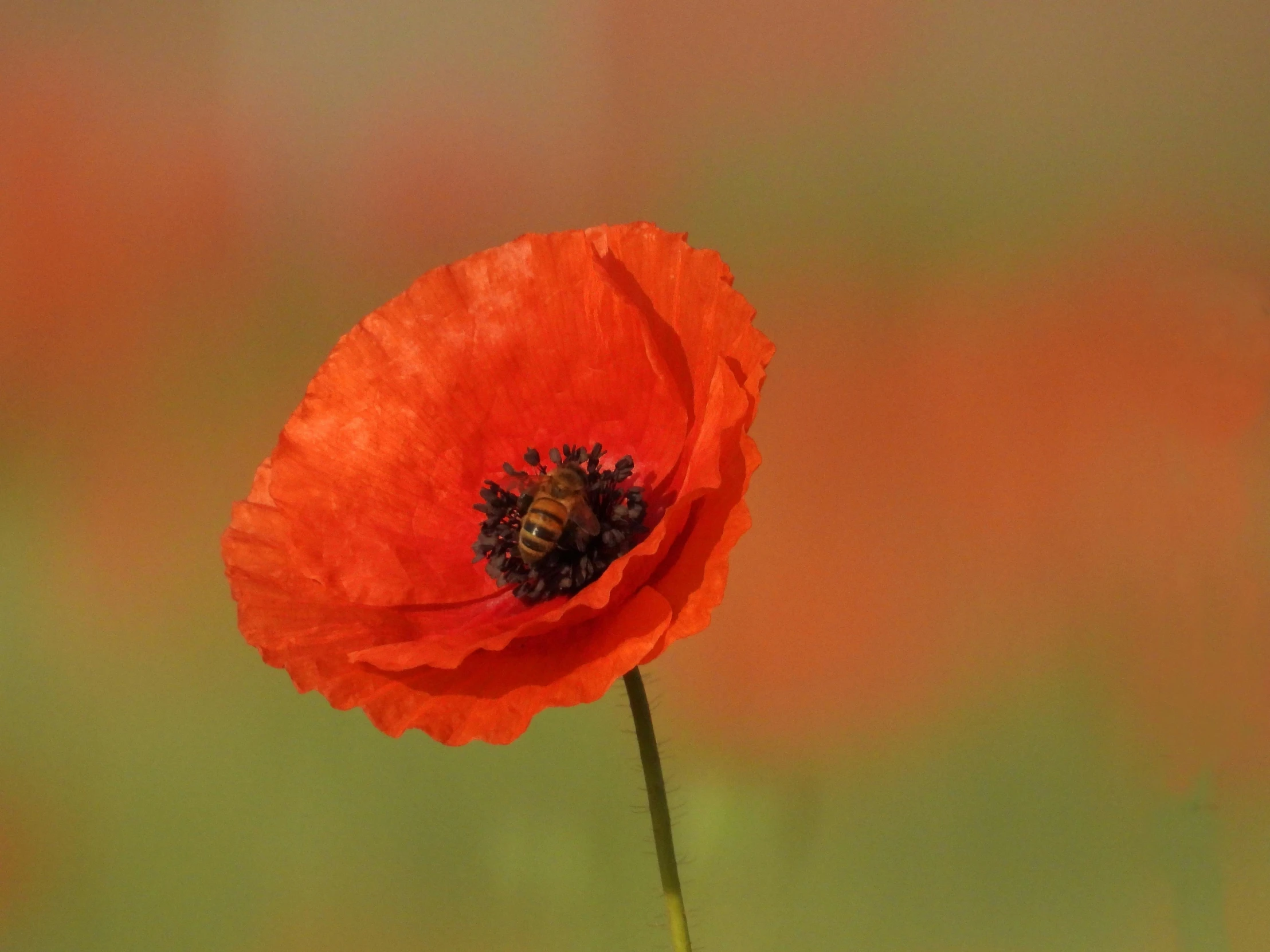 a close up of a red flower with yellow center