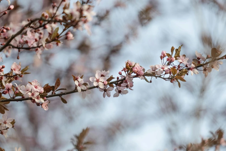 pink flowers on the nches of an apr tree