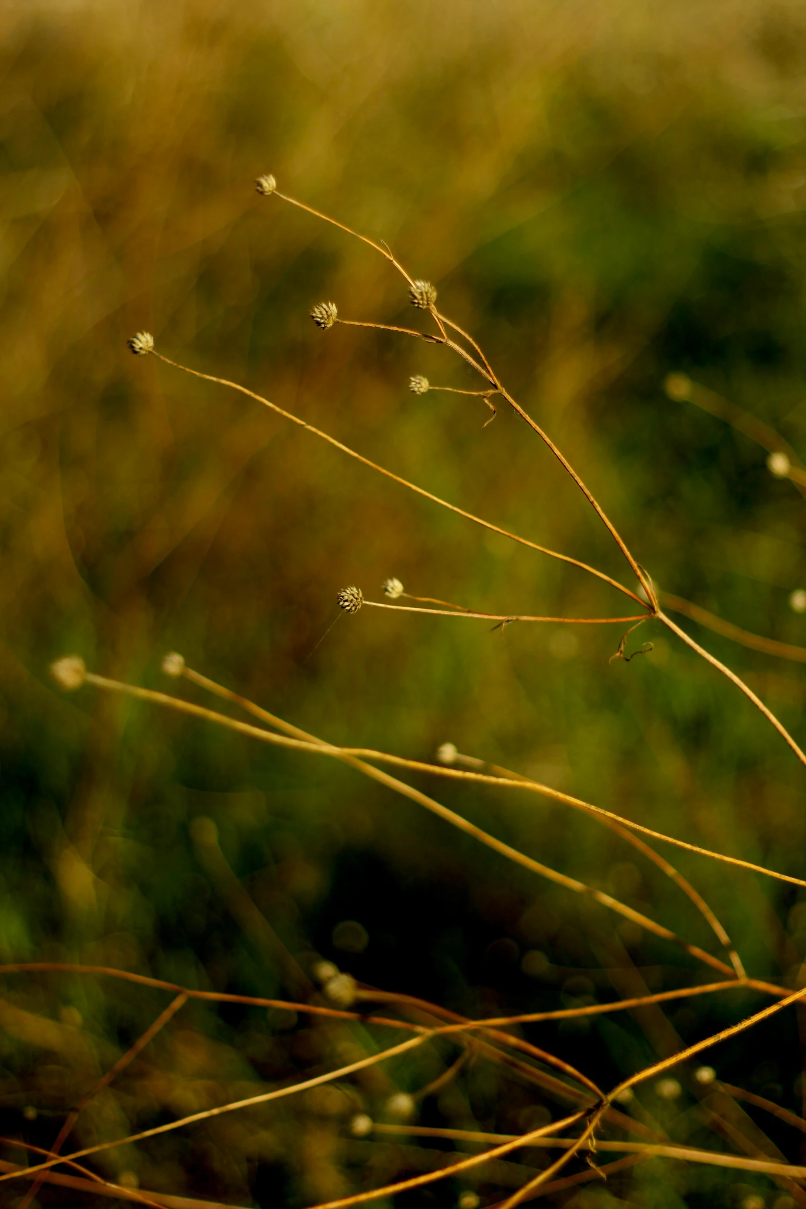 a close up view of plants from below in the grass