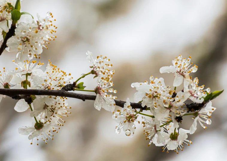 the nches and flowers of a blossoming tree