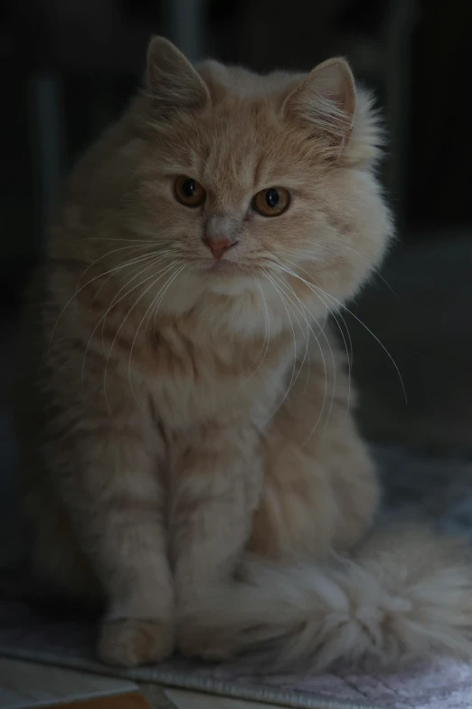 an orange cat sits on the edge of a toilet