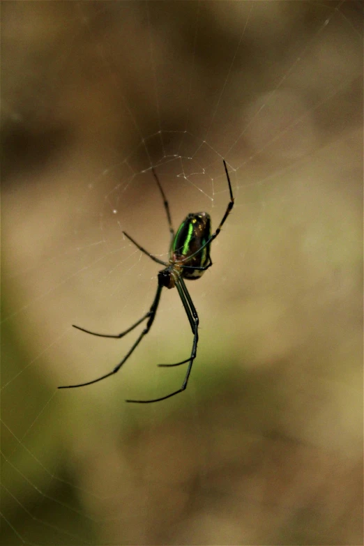 the green and black spider is perched in the web