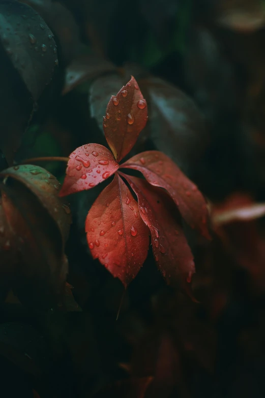 a close up of a flower with green leaves