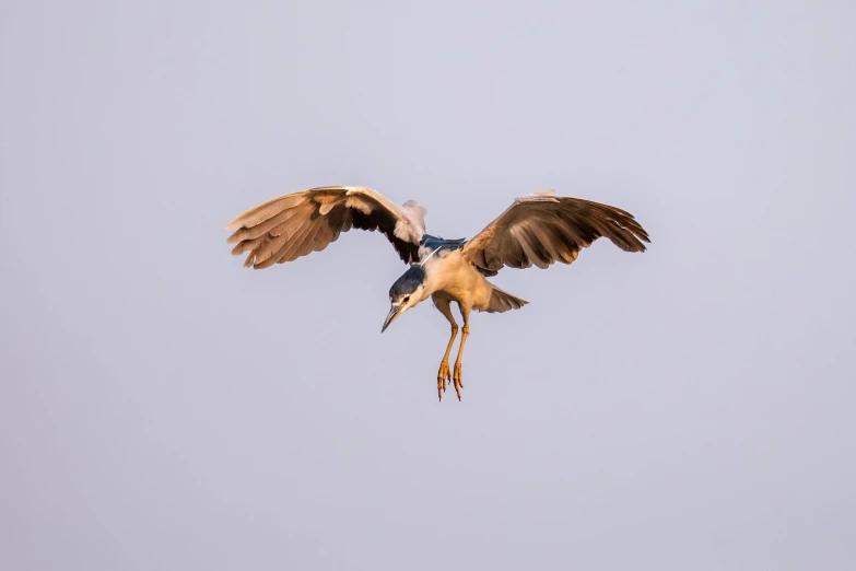 a bird with a long beak flies through the sky