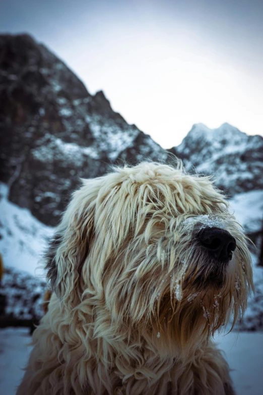 gy haired dog in the snow near mountains