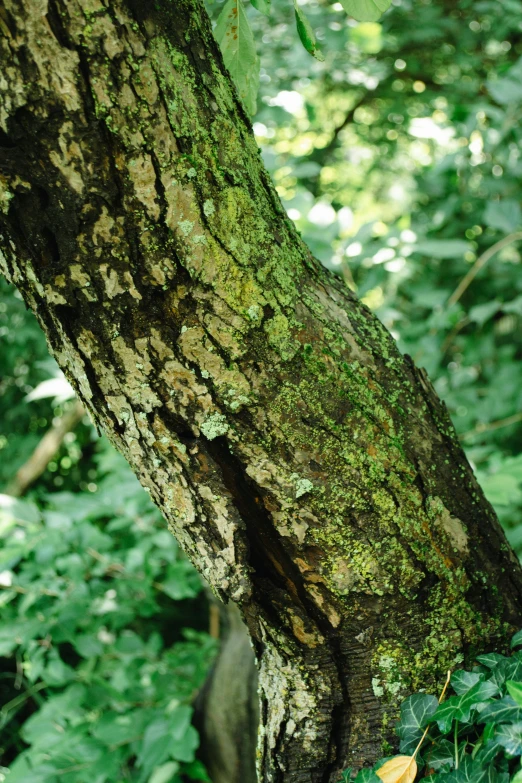 tree in forest with green leaves and vines