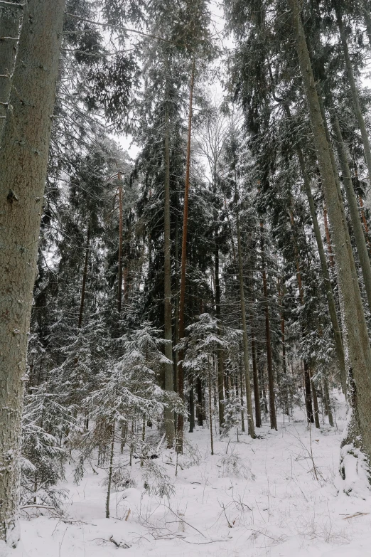 a picture of the back side of some trees covered in snow