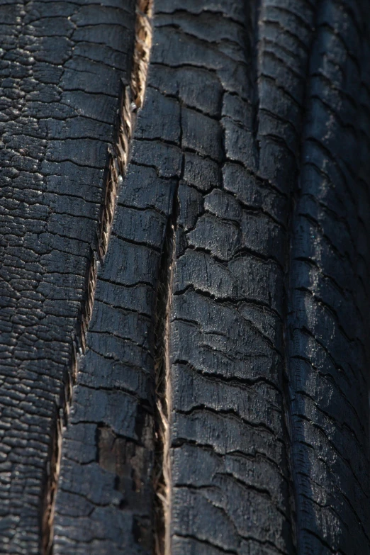 this is close up on the side of an elephant's trunk