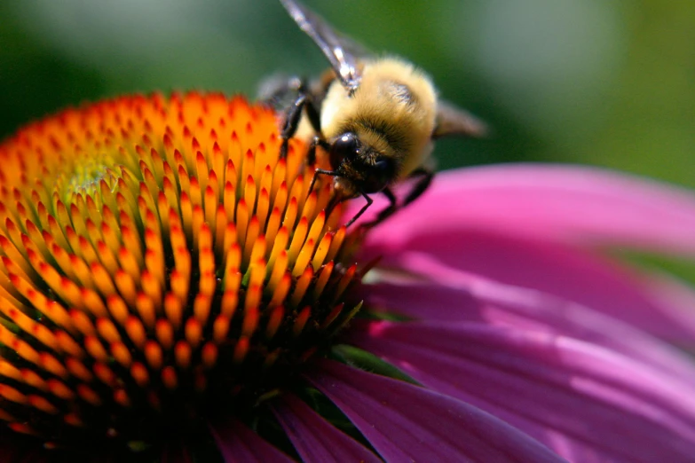 a bee sits on the flower in this image