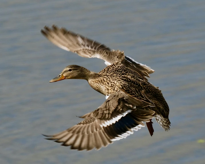 the duck is flying over the water and landing on the ground