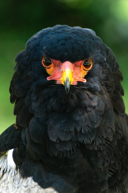 a black bird with orange colored eyes on grass