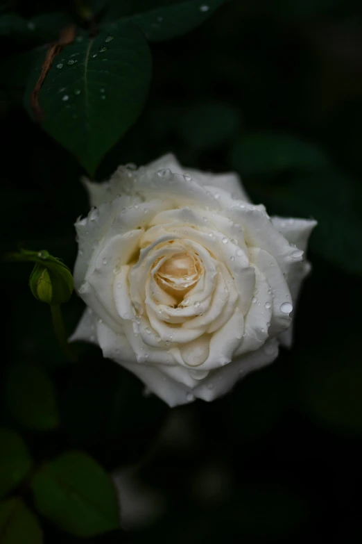 there is a white rose that has water droplets on it