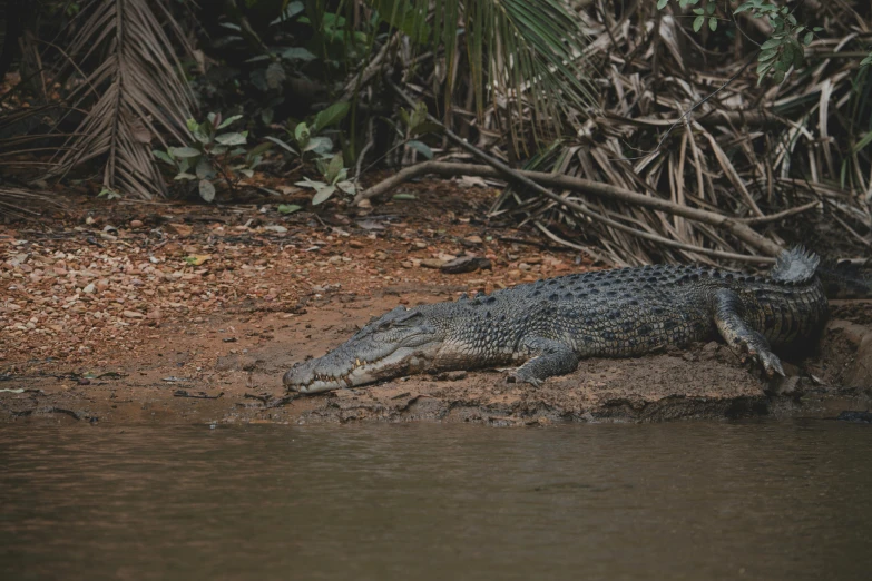 an alligator lays on the bank as it rests