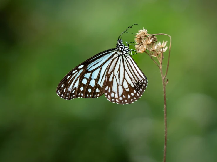 a blue and brown erfly is standing on a plant