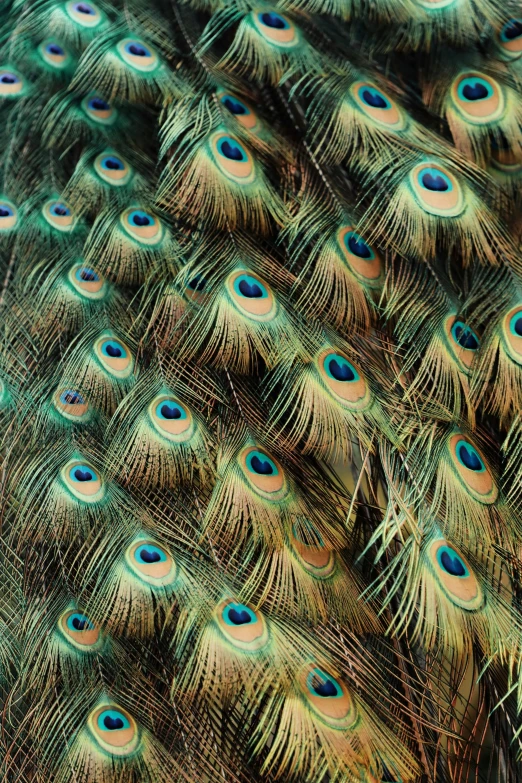 the head and feathers of a peacock displaying multicolored feathers