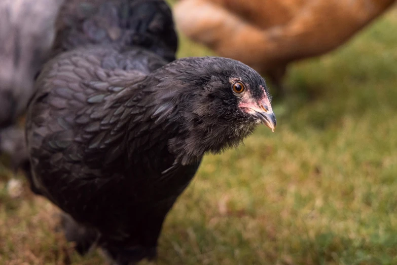 the large black bird is standing in the grass