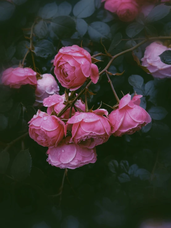 a pink rose in a group with lots of flowers