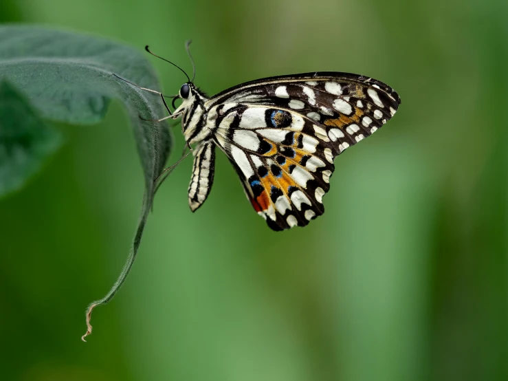 a erfly is resting on a green leaf