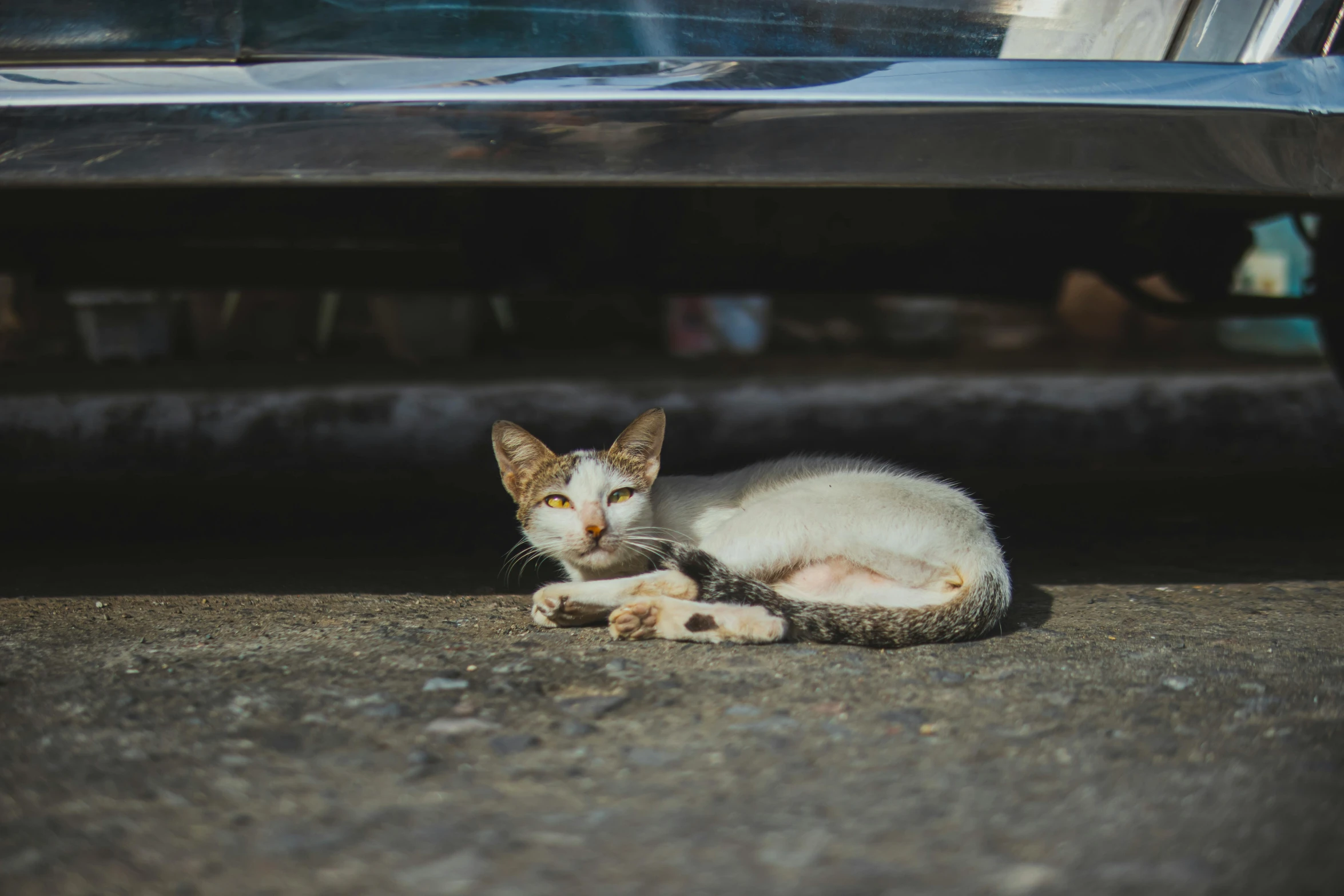 cat relaxing under vehicle looking at camera