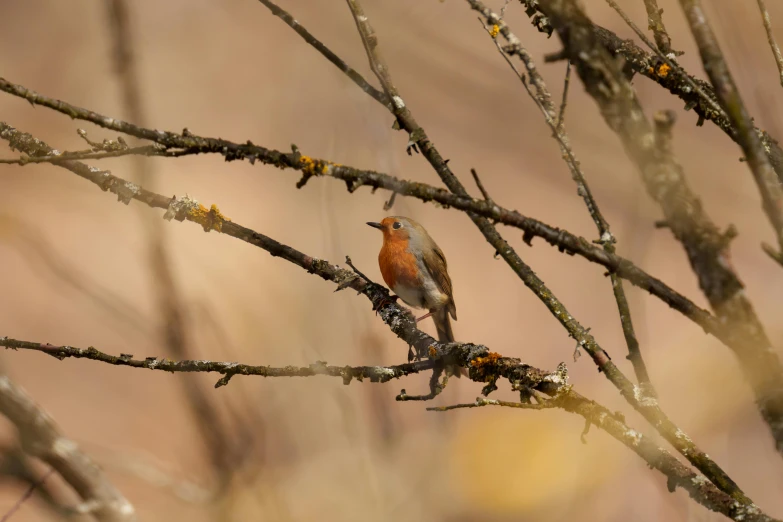 an orange colored bird perched on top of a nch