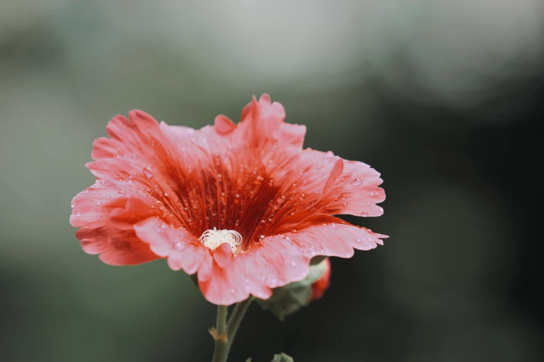 pink flower with water drops on it sitting in front of the camera