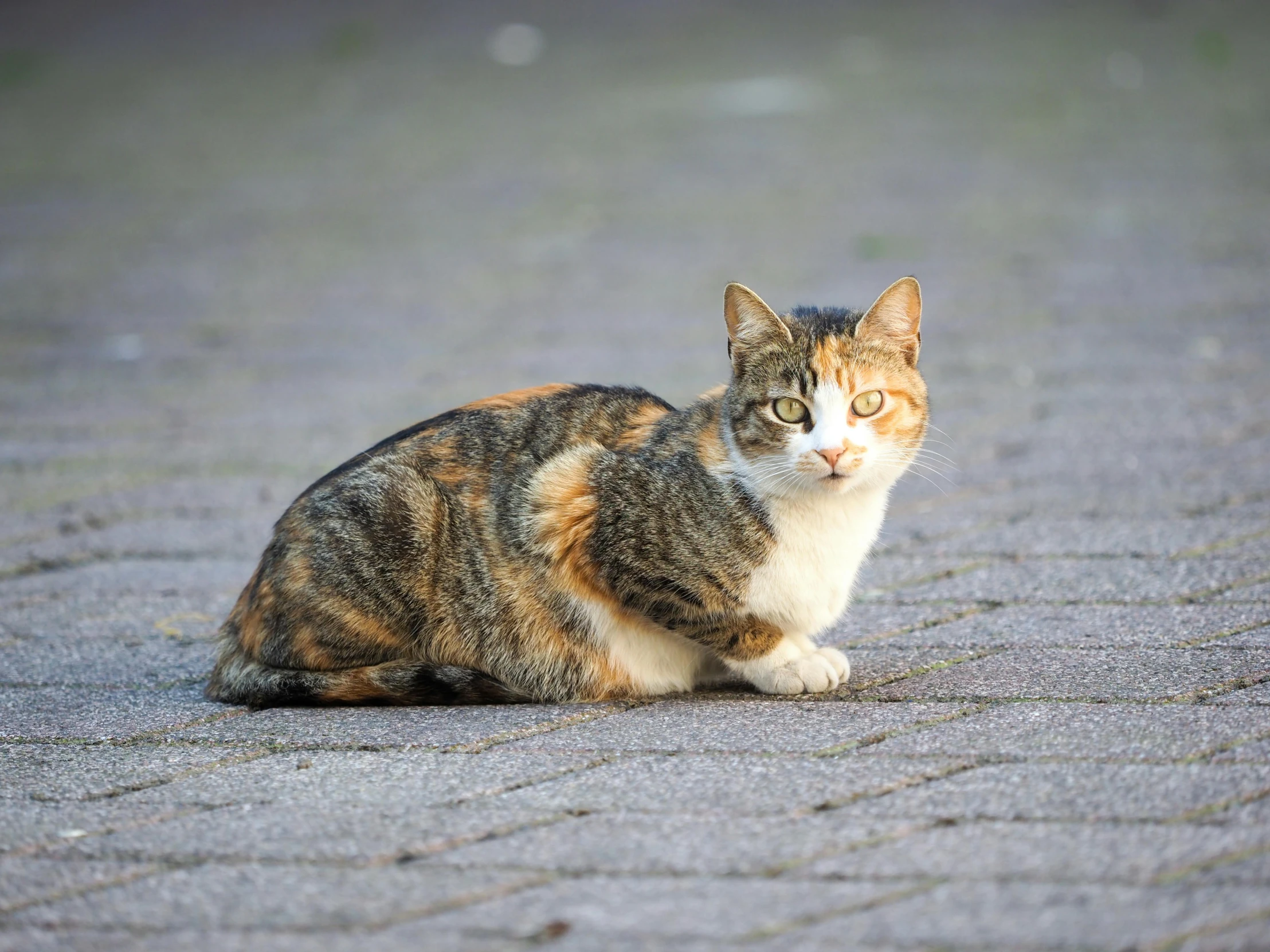 a cat sitting on the ground outside with a blurred background