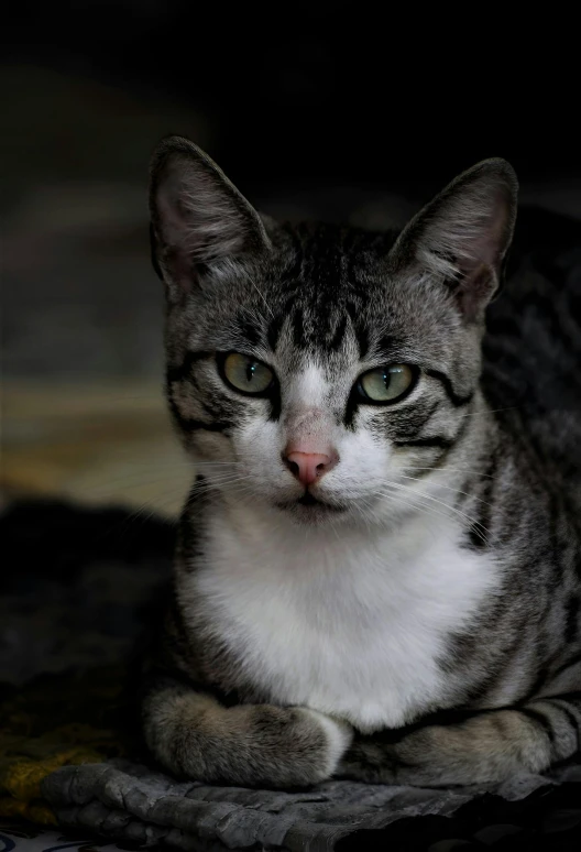 a close up of a cat on a bed