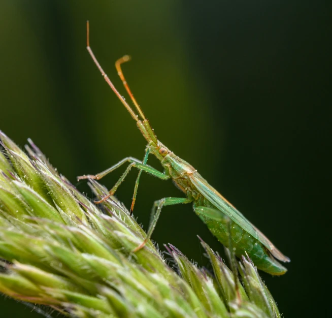 a large green bug is standing on a stalk