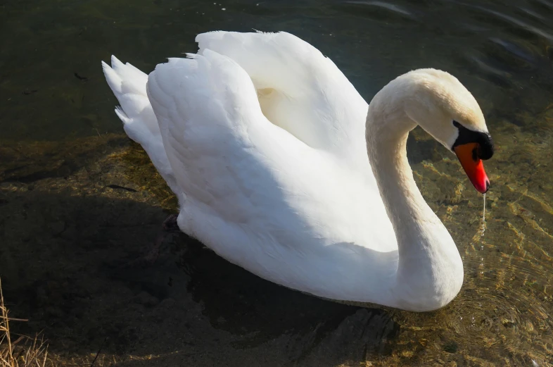 a white duck is swimming in a small pond