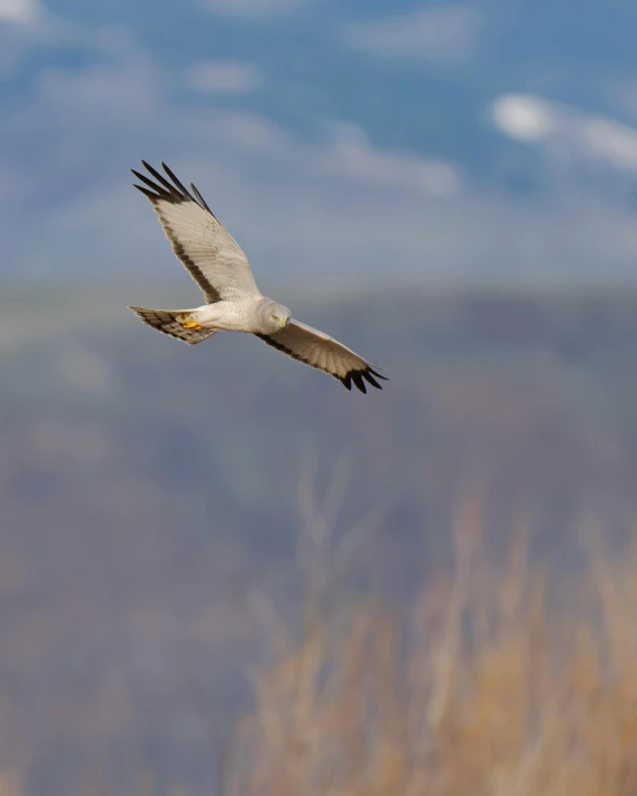 the white and black bird is flying through the sky