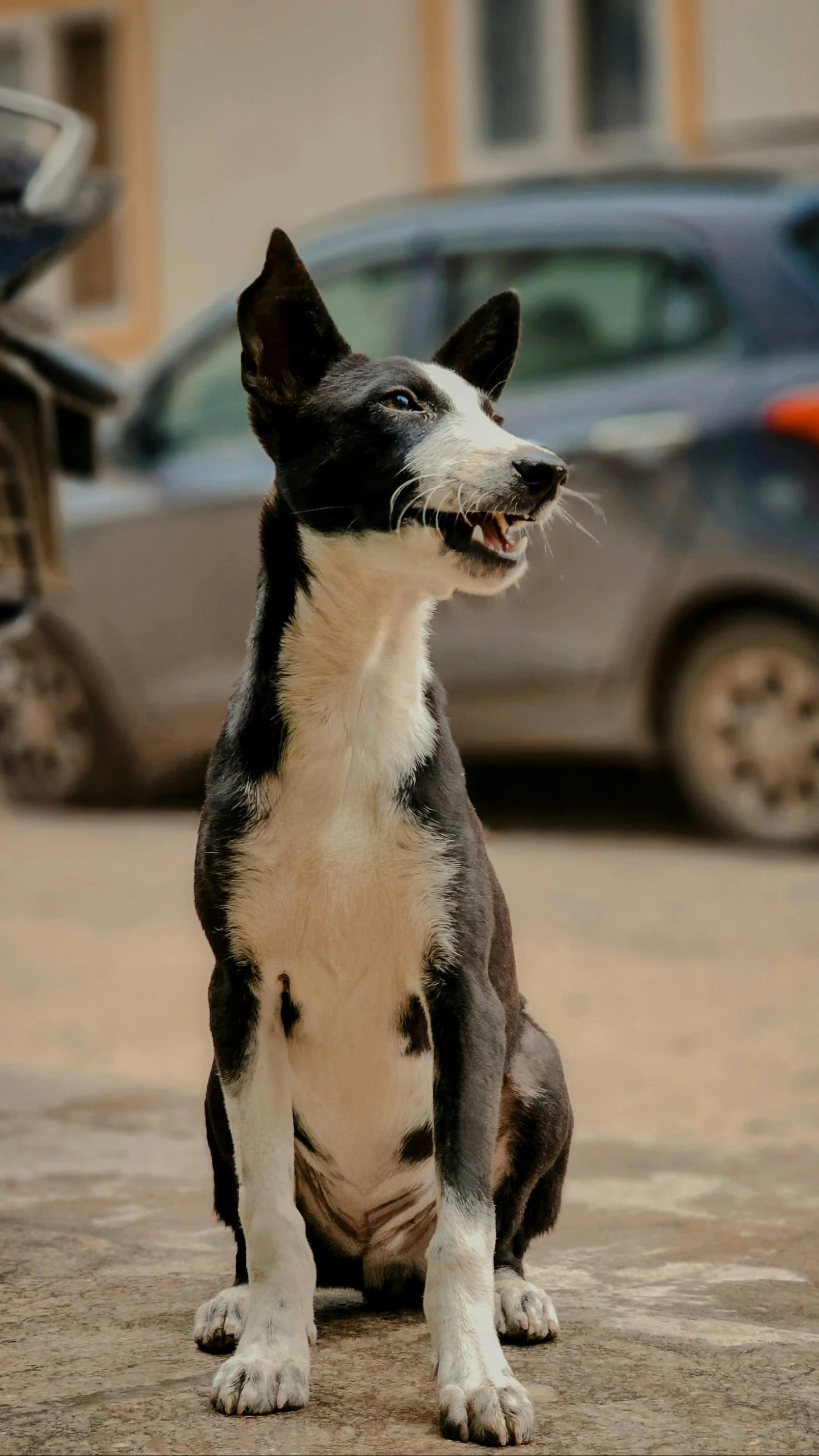 a black and white dog is sitting in the street