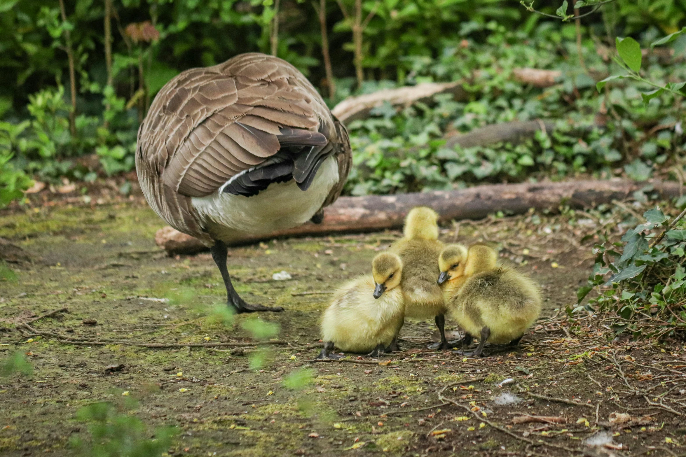 mother goose and young gosling chicks by a fallen tree
