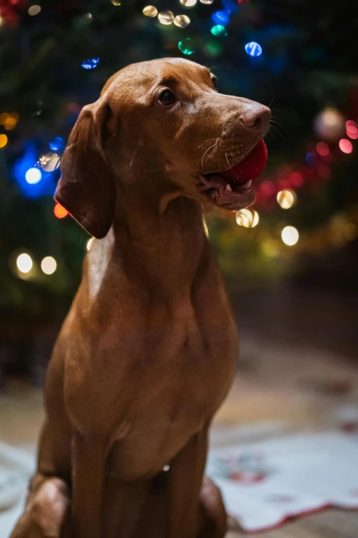 a brown dog sitting on the ground and looking up