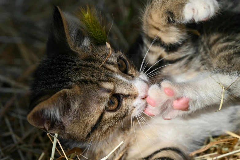 a kitten that is licking its paws on some dry grass