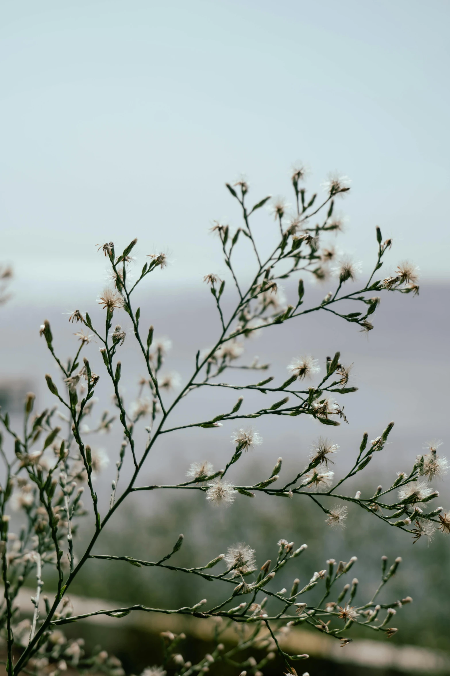 some white flowers in a field with sky background