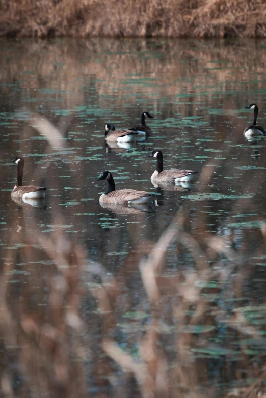 several ducks are swimming in a pond with water reflections