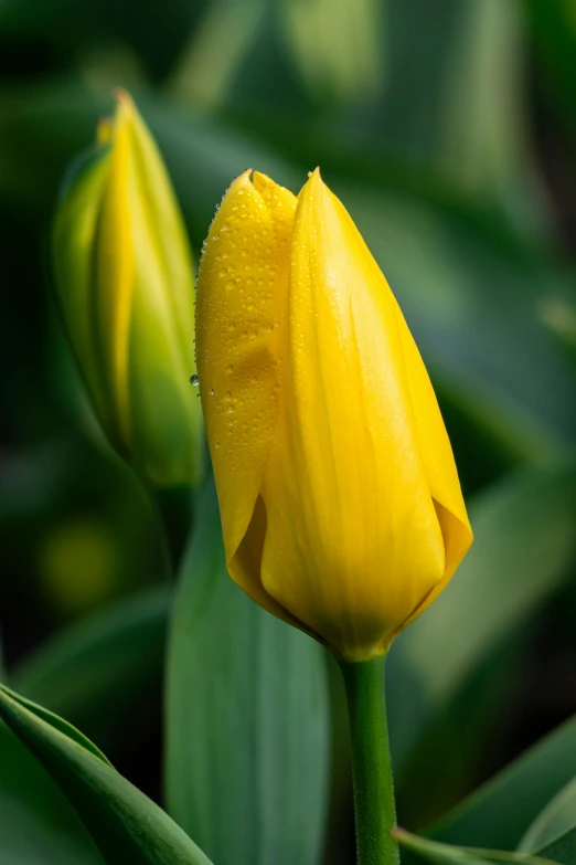 a small yellow tulip is in a bush