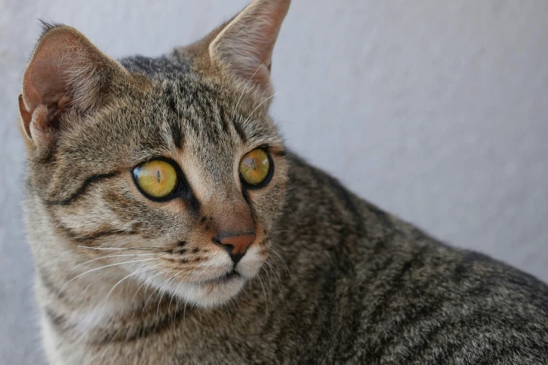 a cat with large yellow eyes staring away