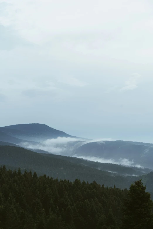 a lush green hillside covered in fog and low lying clouds