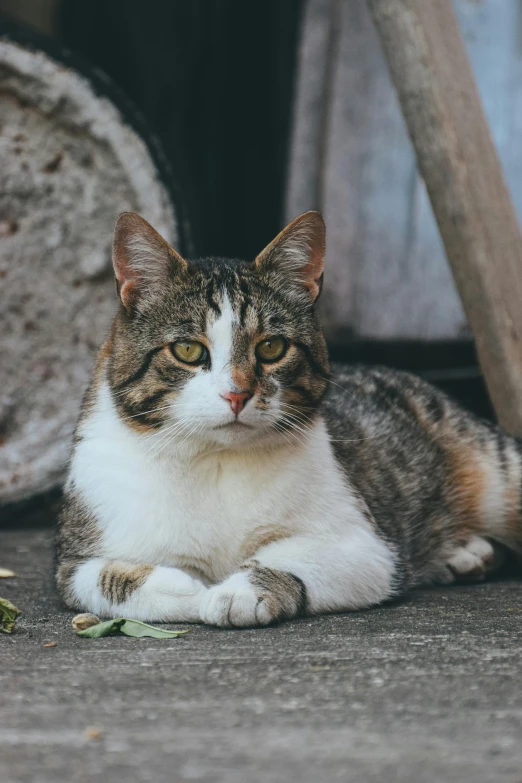 a gray and white cat laying on top of a cement ground