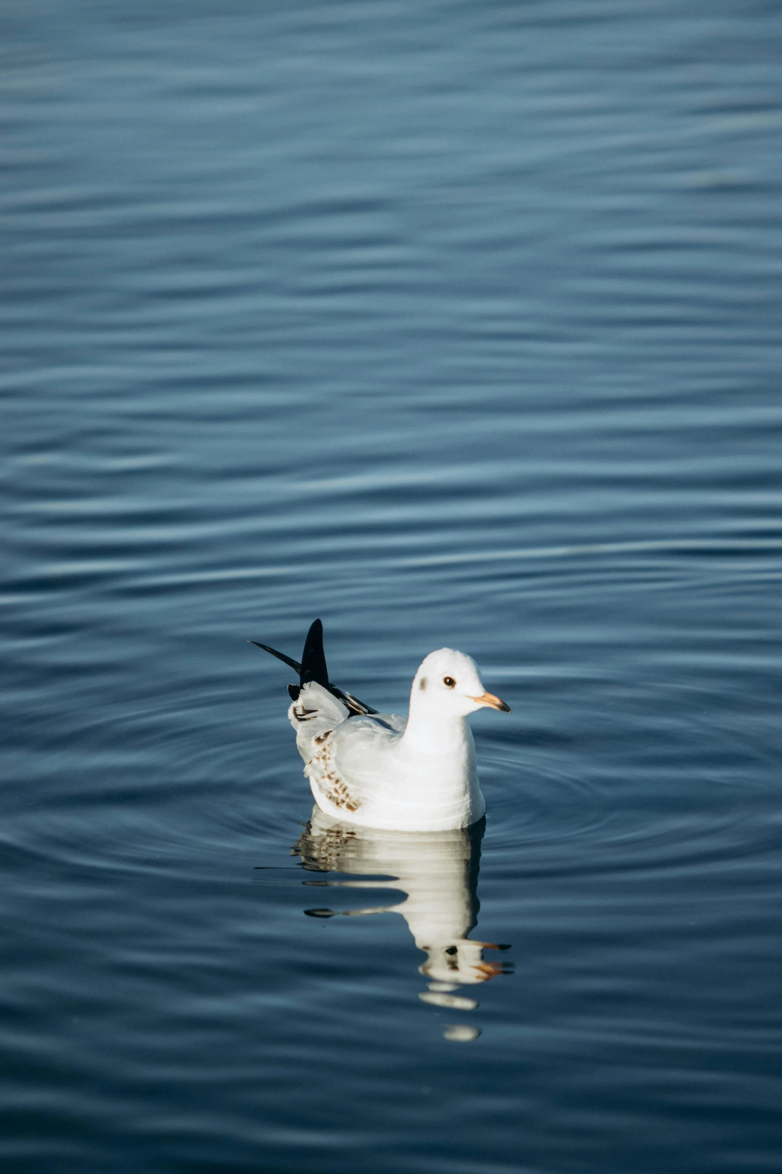 there is a bird that is floating on the water