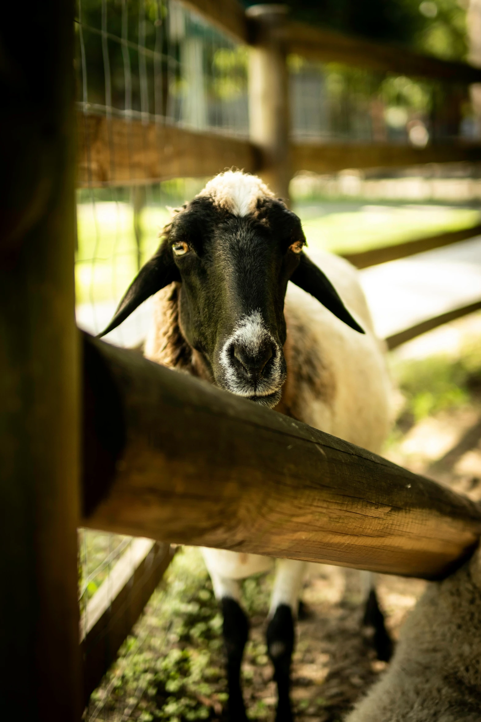 a close up of a goat in a pen