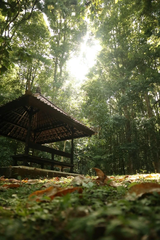 an old - fashioned shelter in a jungle of foliage