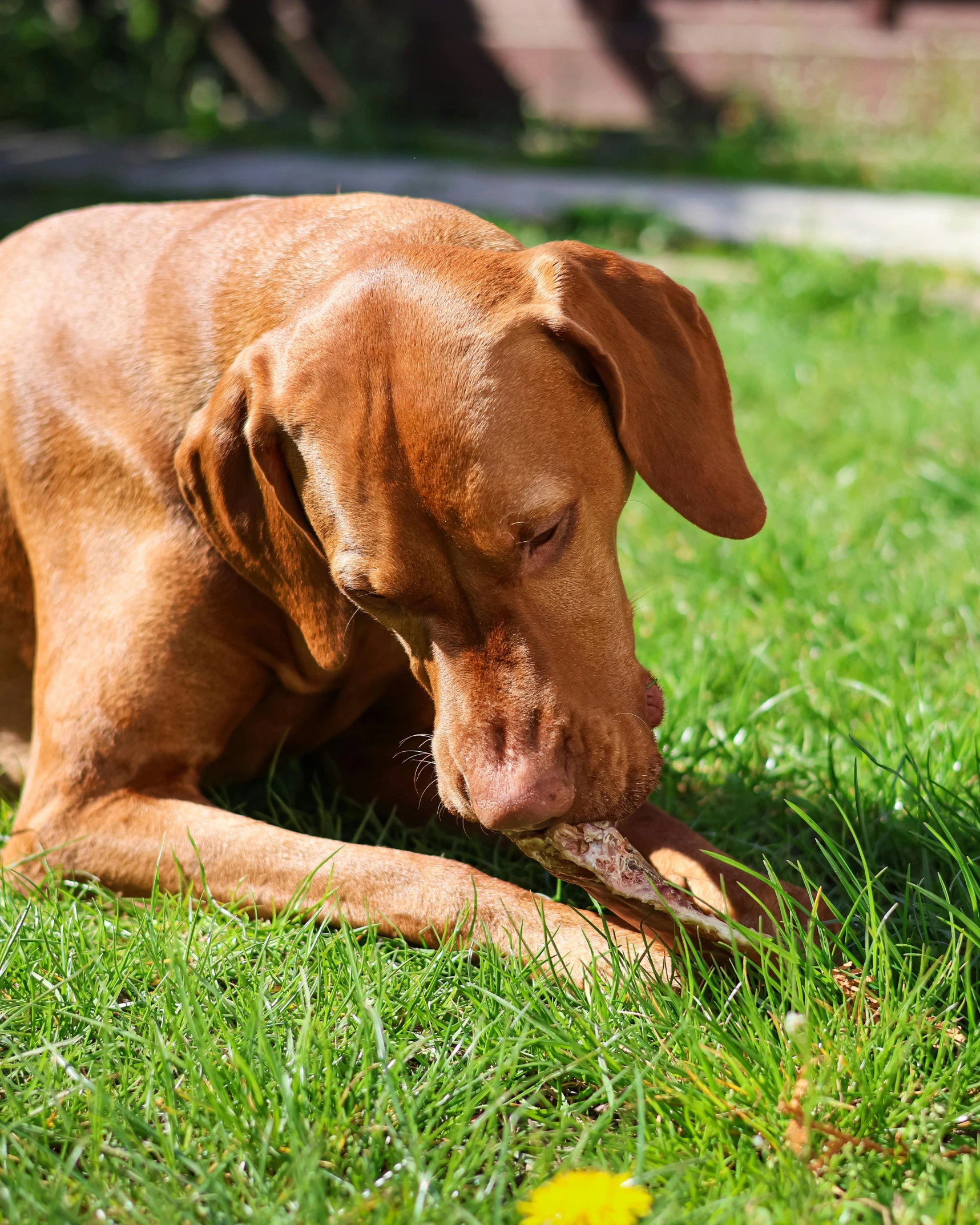 a dog is chewing on a bone in the grass