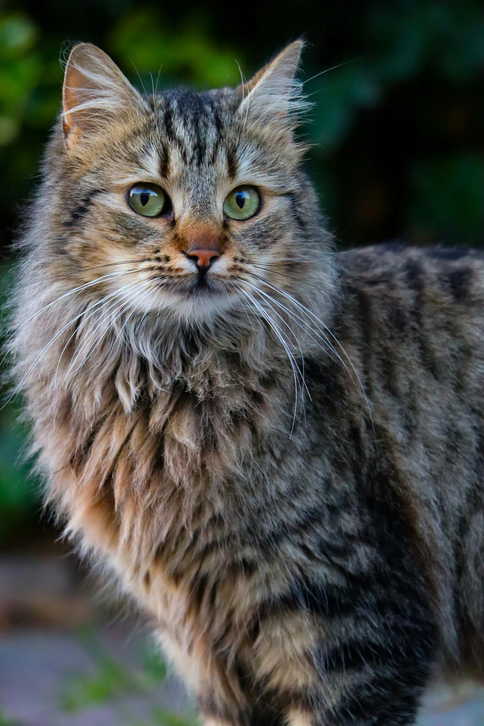 a large grey cat with blue eyes staring straight ahead