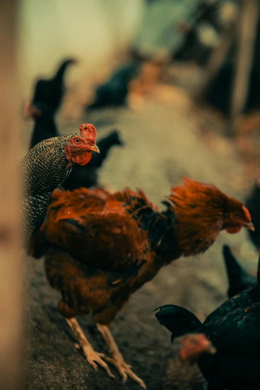 a group of chickens walking on top of a sidewalk