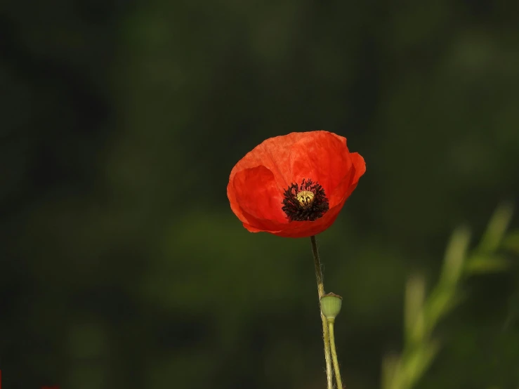 red poppy blooming in front of green foliage