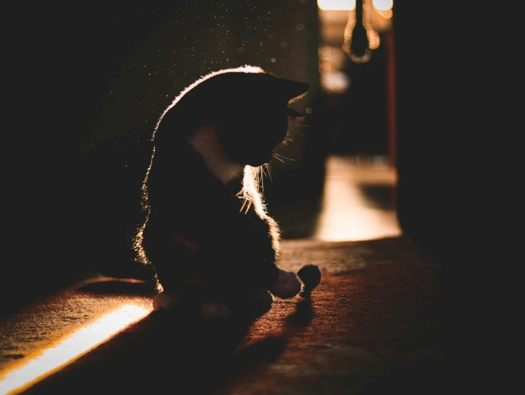 a cat walking on a hardwood floor in the sun