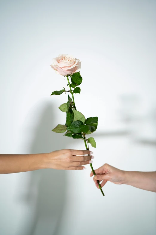 a person holding a flower in their hands